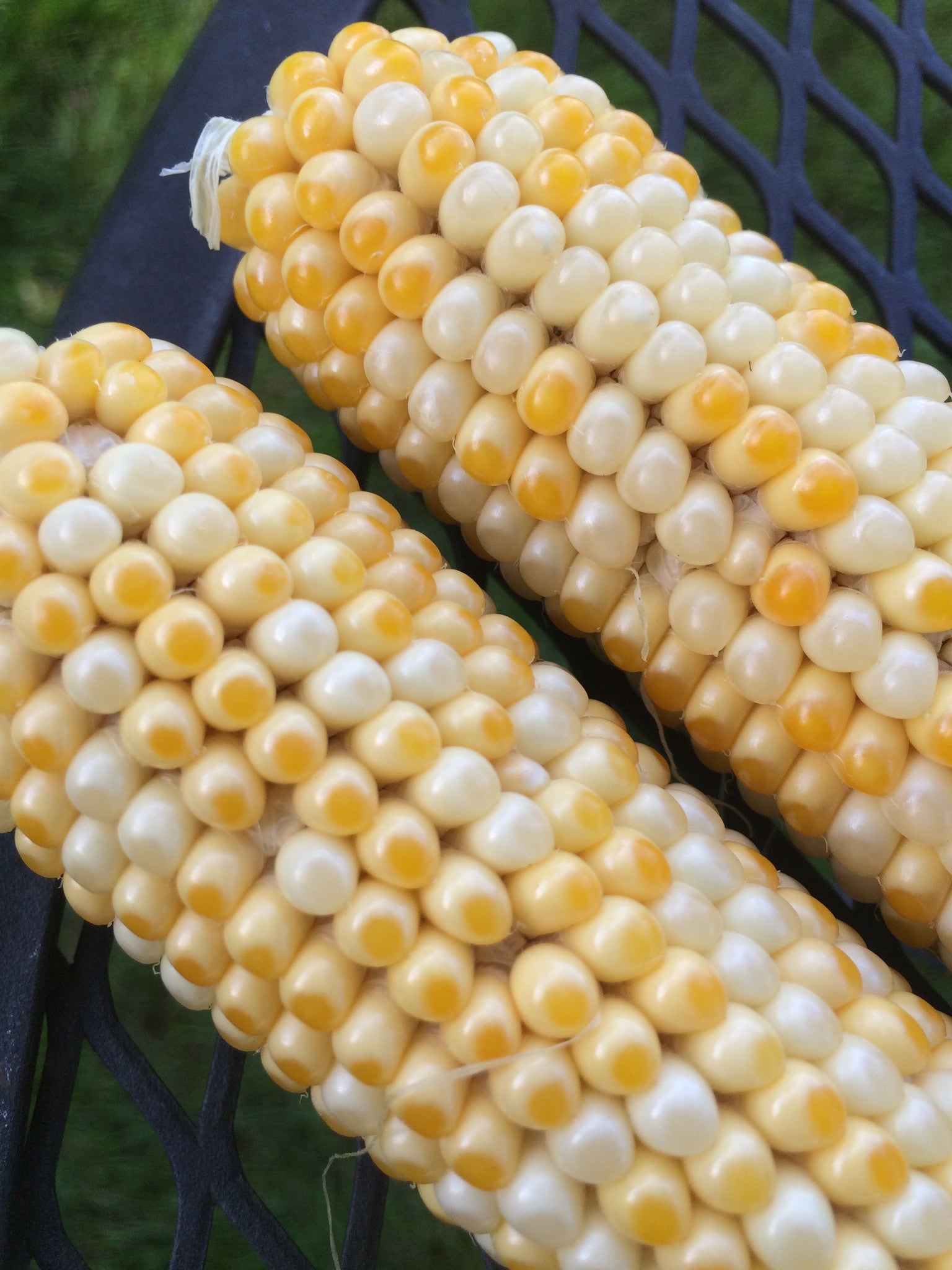 Local Publicity & a Sneak Peek! – Free Day Popcorn Company