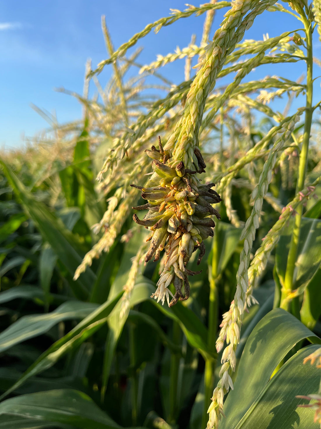 Fungus Among Us? March’s Farm Foe: Corn Smut Explained