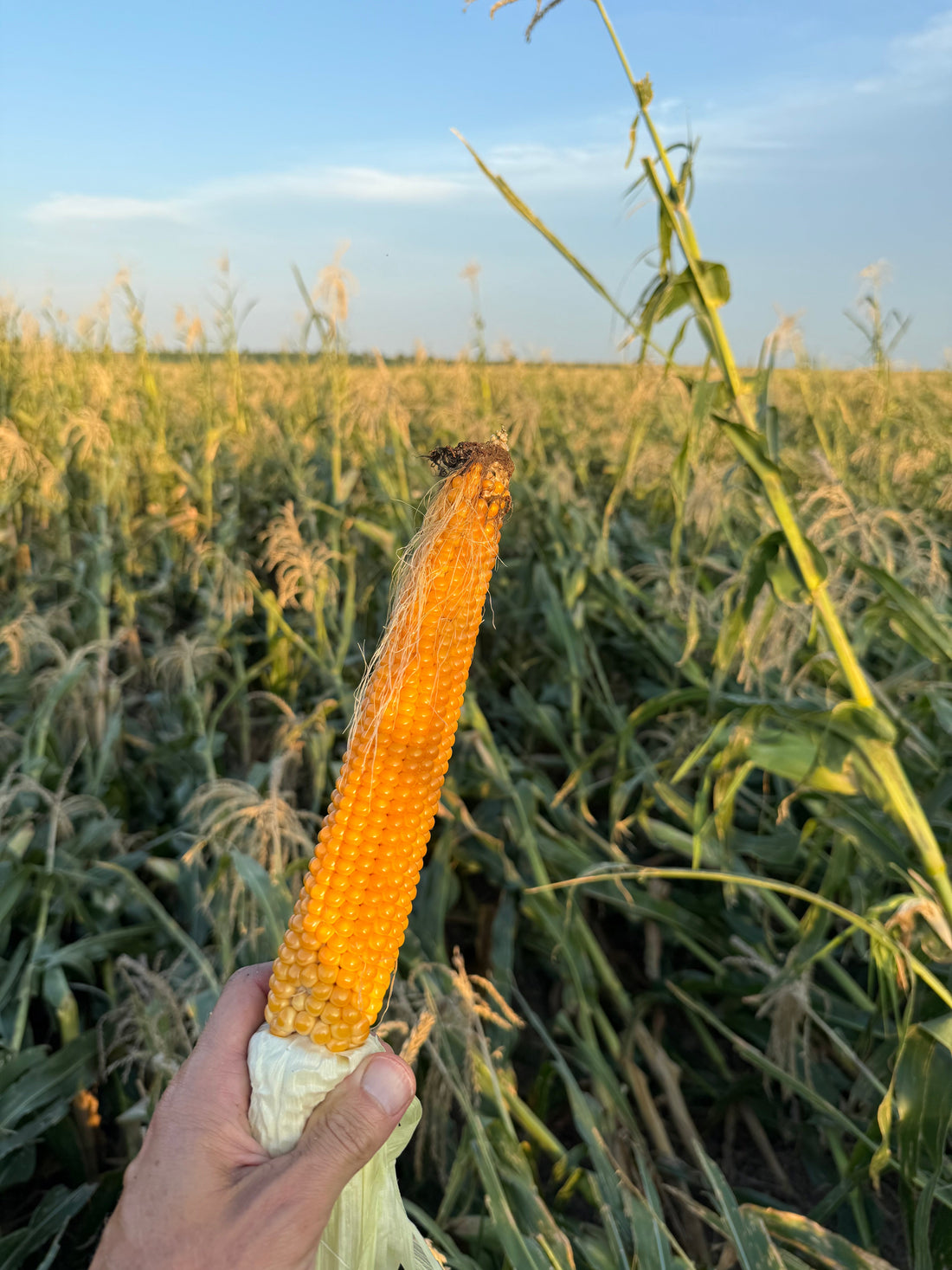 August Farm Foe: When Mother Nature Has Other Plans
