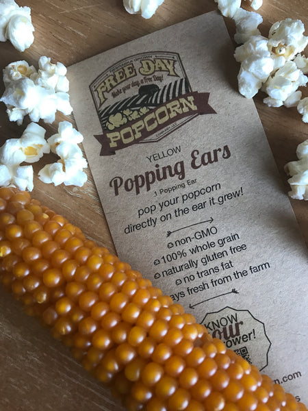 Yellow Popcorn Ear on the Cob