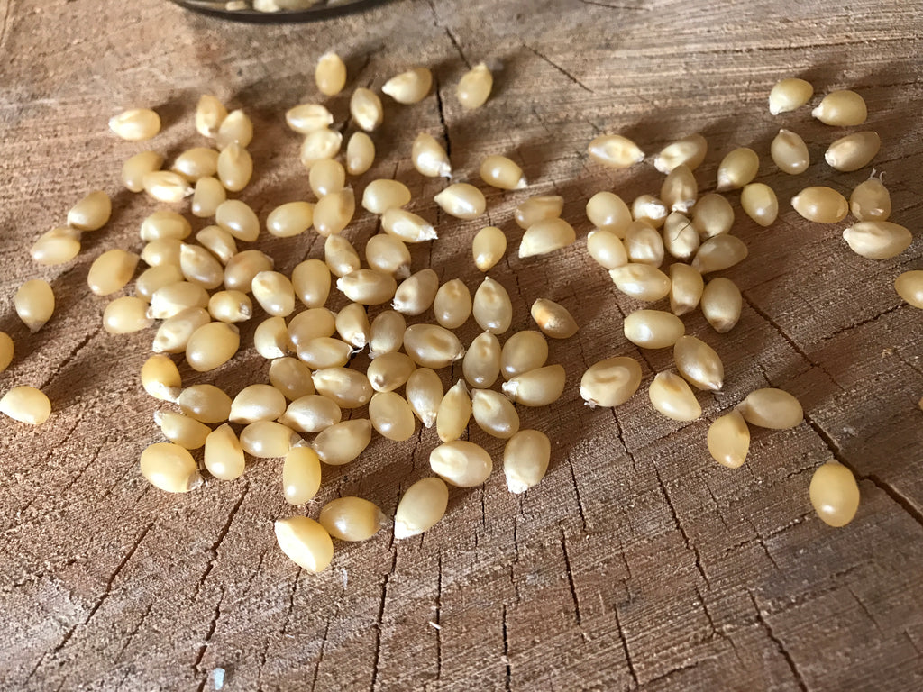 White Butterfly Popcorn, 35 lb Bag