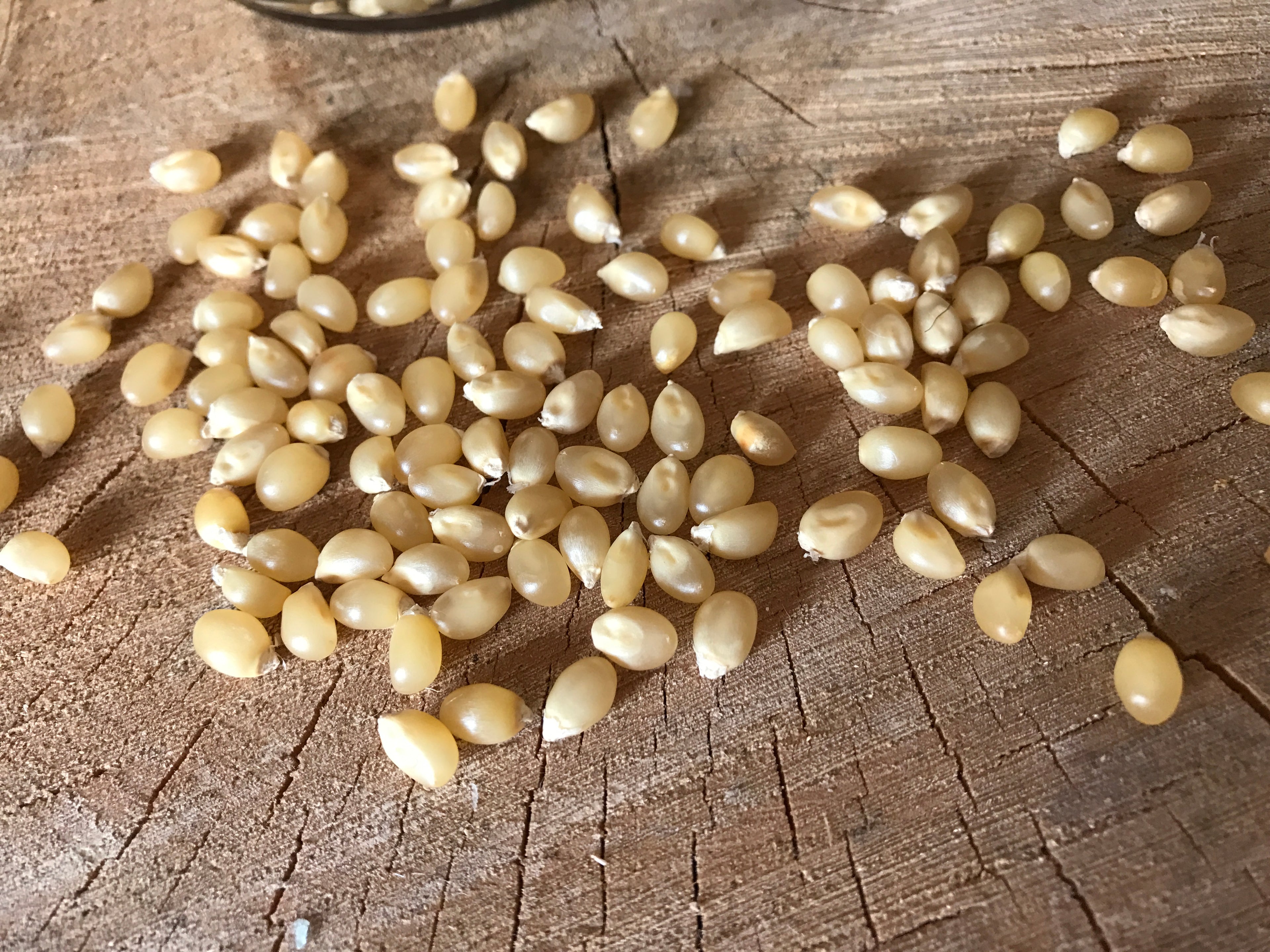 White Butterfly Popcorn, 35 lb Bag